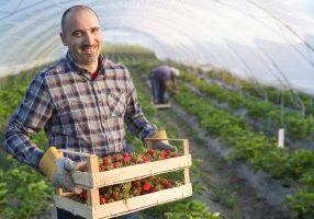 portrait-farmer-holding-crate-full-strawberries-fruit-greenhouse portrait-farmer-holding-crate-full-strawberries-fruit-greenhouse